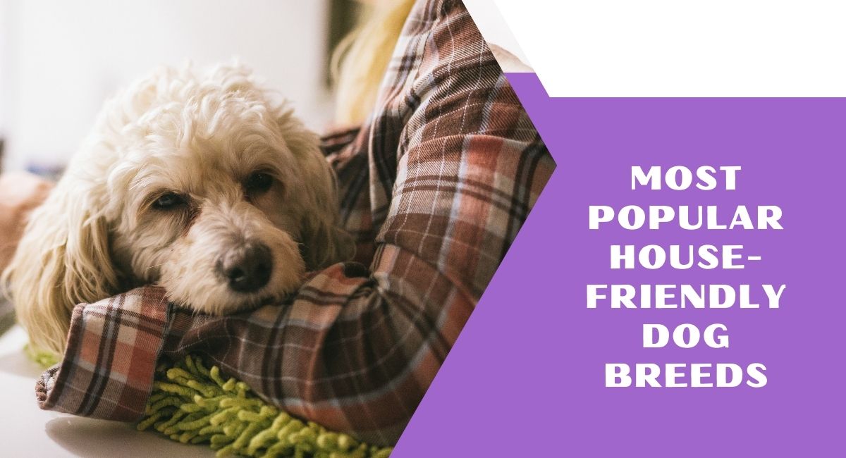 Most Popular House-Friendly Dog Breeds